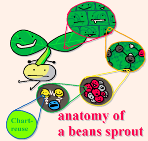 bean sprout diagram