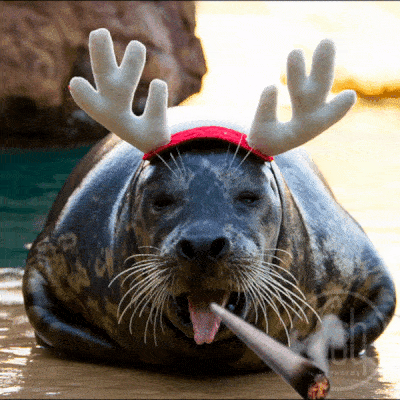 File:Seal-dart.gif