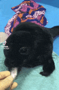 File:Black seal.gif