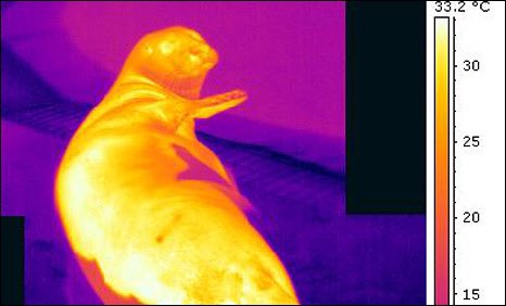 File:Energy weapon BLOWING UP.jpeg