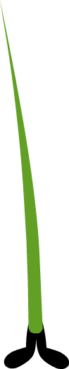 File:DTU RCs - Blade of Grass.png