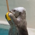 File:DiaSea Otter.png