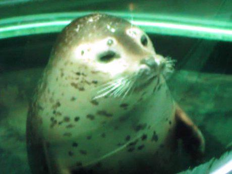 File:Nurphan in the drivers seat.png