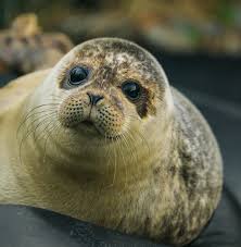 SEAL