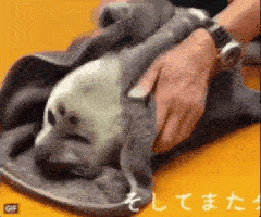 File:Die seal.gif