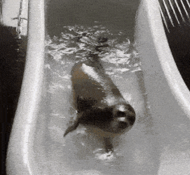 File:Bath brat.gif