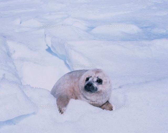 File:Uncoordinated the Seal.jpg