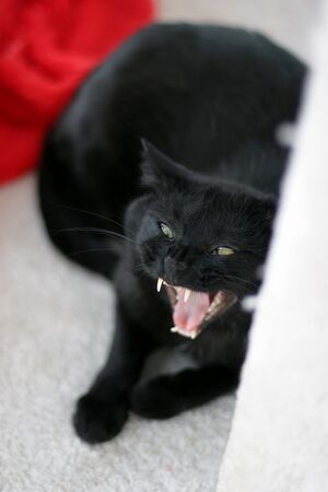 Cat-yawn.jpg