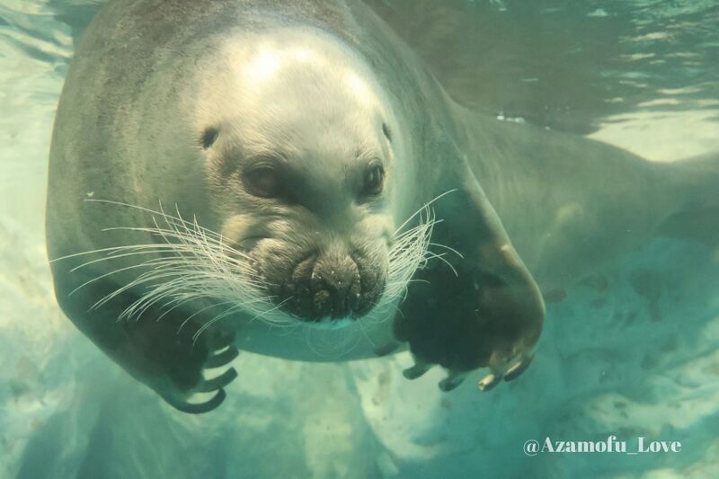 File:Agressive nerpa.jpg