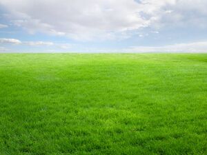 Grassyfield.jpg