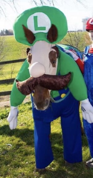 Luigi horse.jpeg
