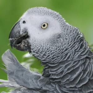 Parrot2.png