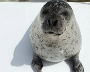 Get your swaggy up.png