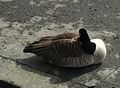 Cackling goose (Branta hutchinsii)