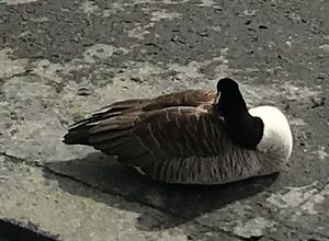 Black and white goose.jpeg