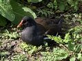 Moorhen (Gallinula chloropus)