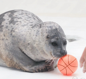 Kiss my baskitball.png