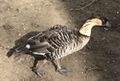 Nene (Branta sandvicensis) Endemic to the Hawaiian Islands. I don't know how this one got here.