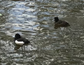 Tufted duck (Aythya fuligula) Male (left), Female (right)