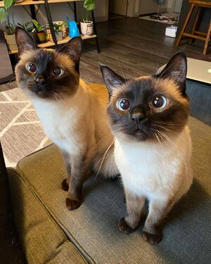 2 Siamese cats.jpg
