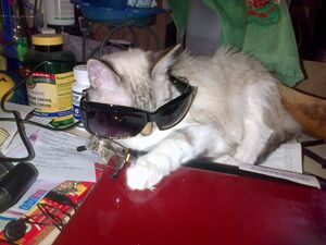 Un doble de Garfield .jpg