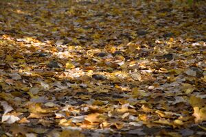 Bunch of leaves.jpeg