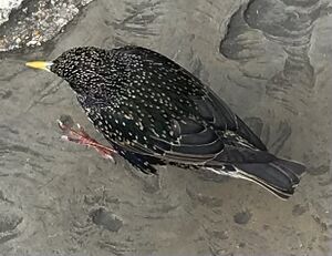 Starling6 I lost count.jpeg