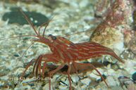 A picture of a Rock Shrimp, facing left