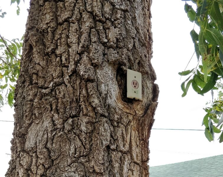 File:Tree John Walkman.jpg