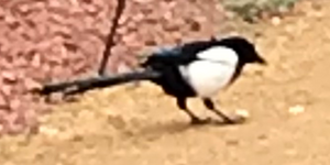 Magpie.png