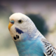 Budgie1