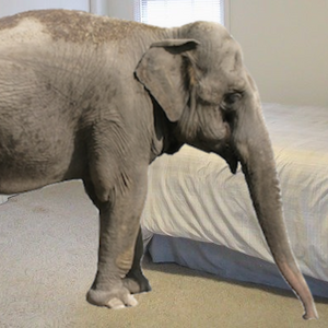 DiaElephant.png