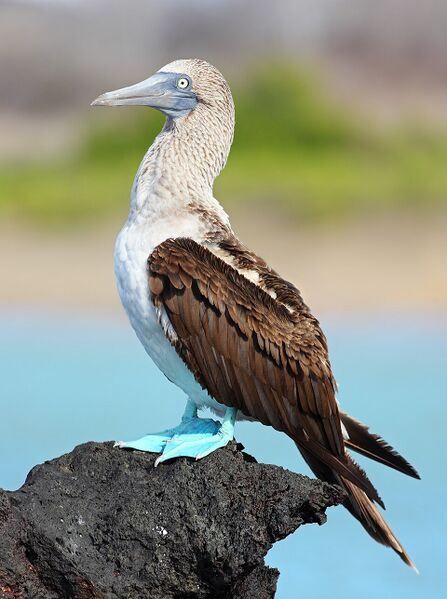 File:Blue footed booby.jpg