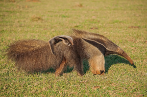 An anteater and its larvae. Disgusting.