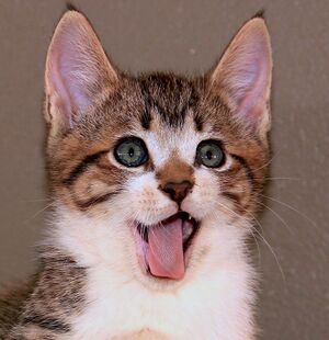 Zunge Katze Namibia.jpg