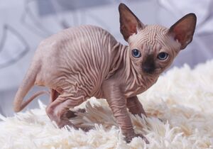 Cat Sphynx. Kittens. img 11.jpg