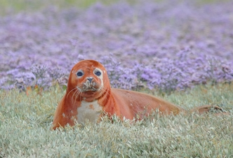 File:Oraguseal.webp