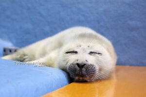 Terra - Whimsical AF.jpeg