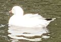 Ross's goose (Anser rossii)
