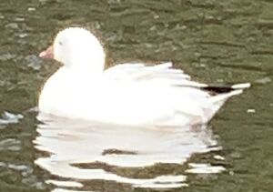 Ross's goose.JPG
