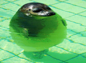 Ortno.png