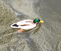 Mallard (Anas platyrhynchos)