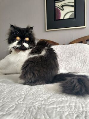 Piano, 3 year old Persian Cat.jpg