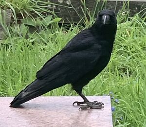 Carrion crow.JPG