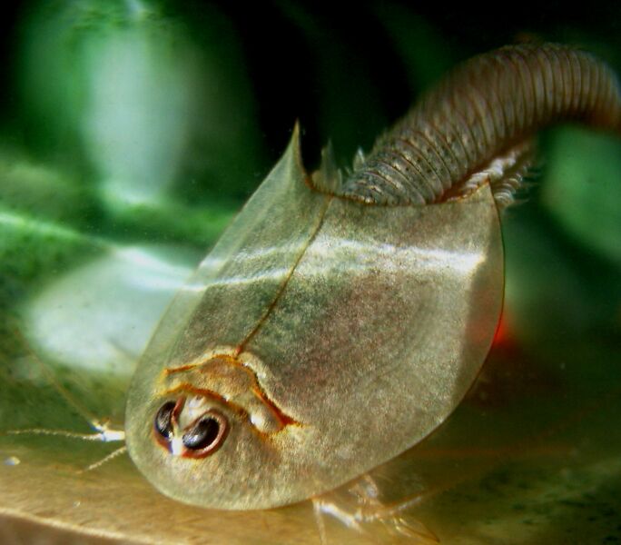 File:Tadpole Shrimp.jpg