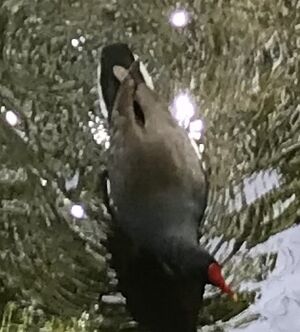 Moorhen1.jpeg