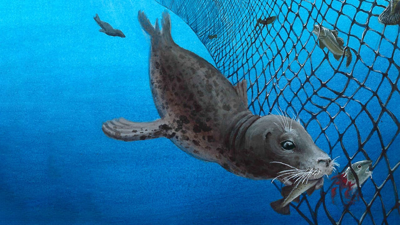File:Sealnet.png