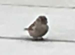 Smallbird5.png