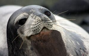 Beared seal.jpg
