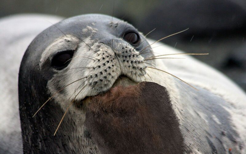 File:Beared seal.jpg